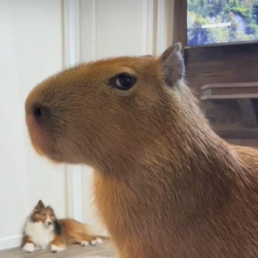 Capybara
