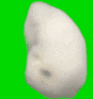 麻小