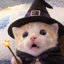 wizcat