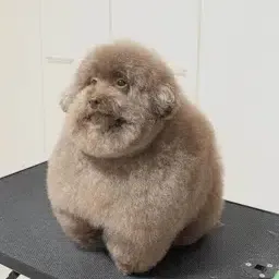 Mohu