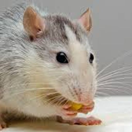 ratshi