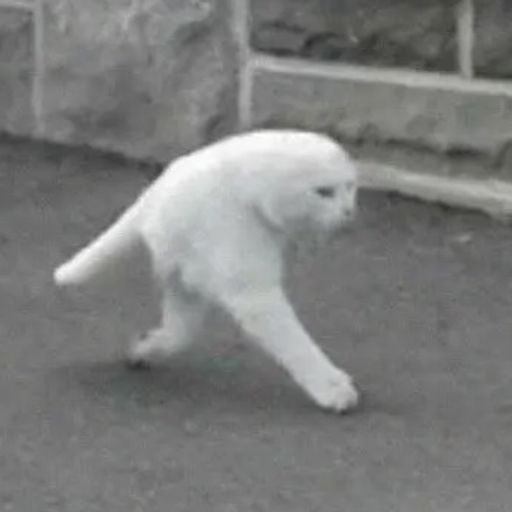 Stepcat