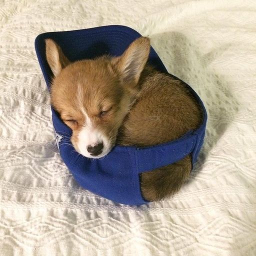 wifdog