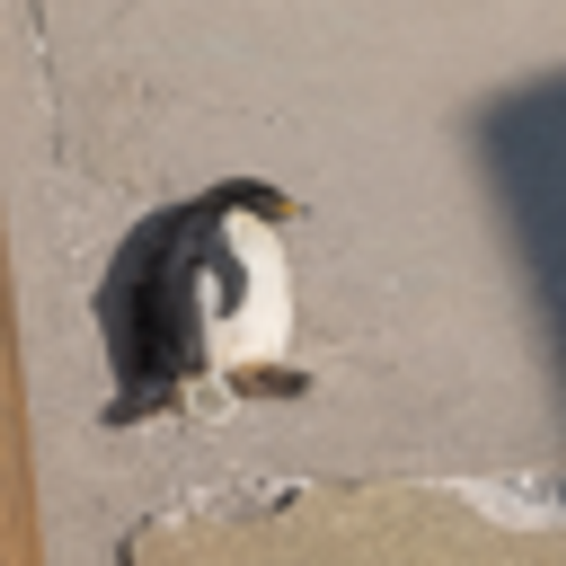 PENGNUT