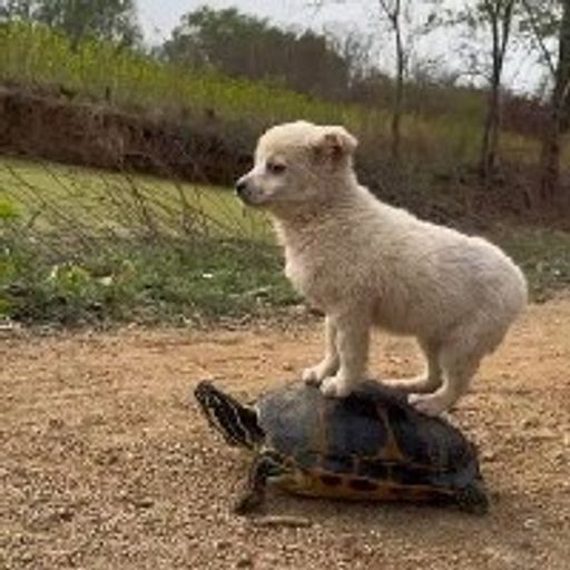 狗东西