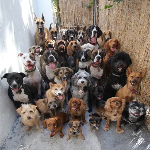 Dogicide