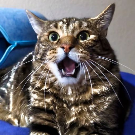 WOWCAT