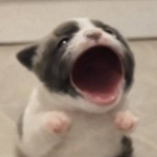 Popdog