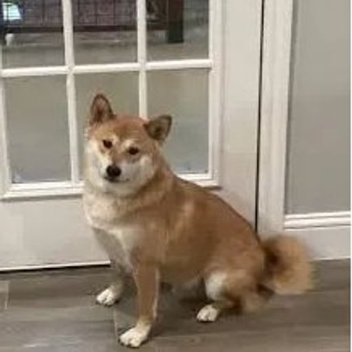 BUDDY