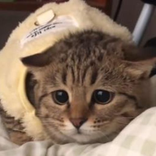 破产喵