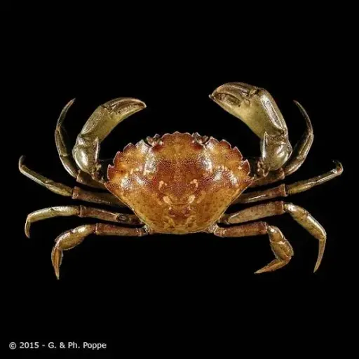 carcinus