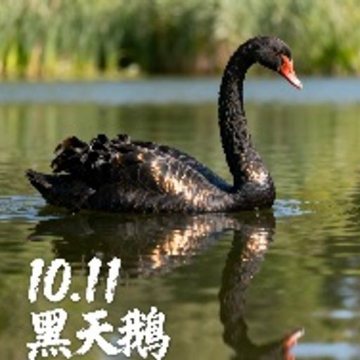 黑天鹅10.11
