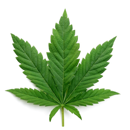 MARIJUANA