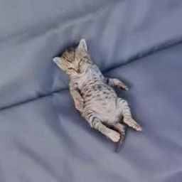 Zzzz