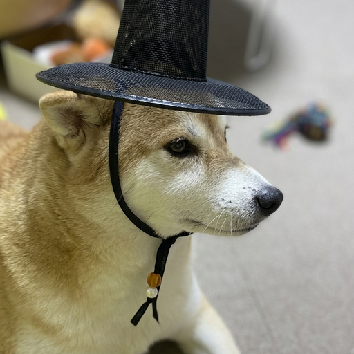GATWIF