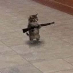 Stickup cat