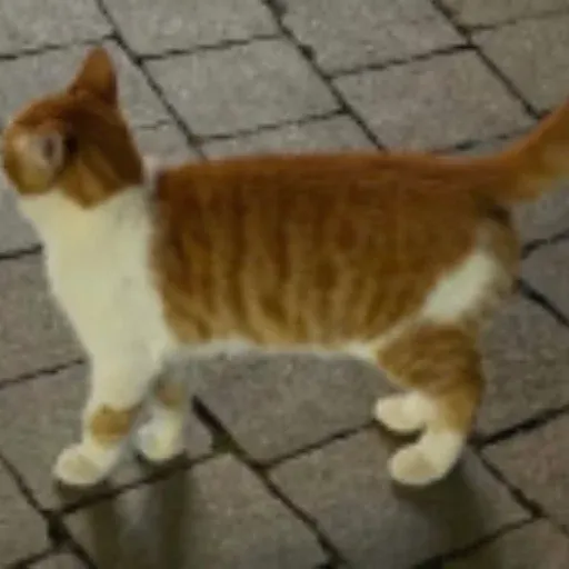 🐈