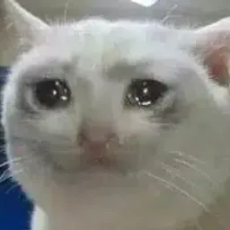 crycat