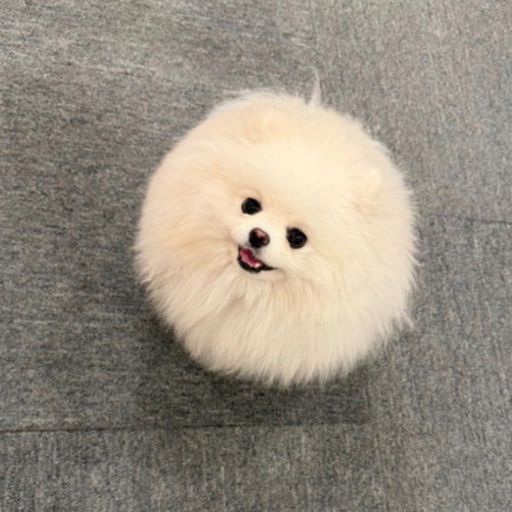 POM