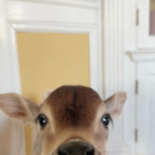 bambi