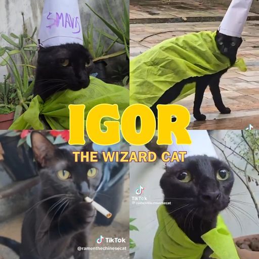 IGOR