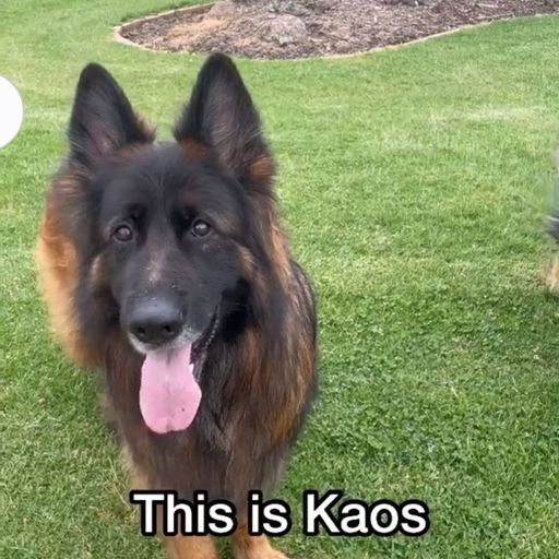 Kaos