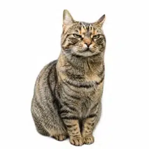 Miso