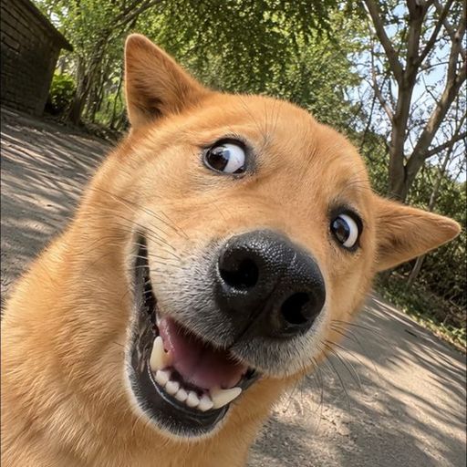 RAREDOG