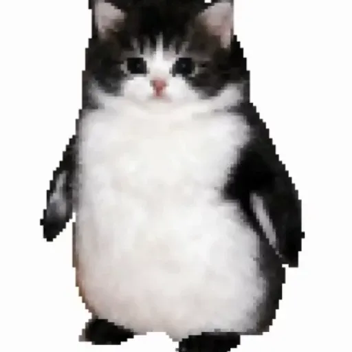 catguin
