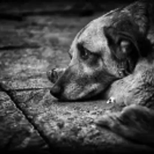 丧家之犬