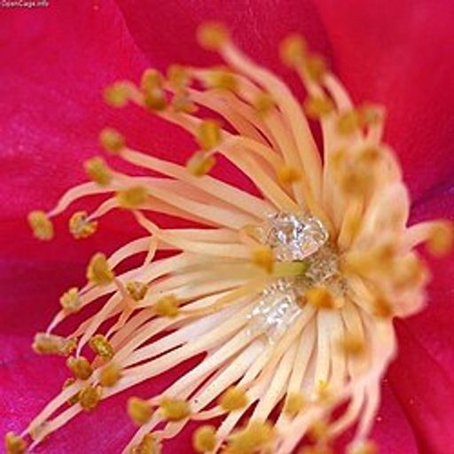 NECTAR