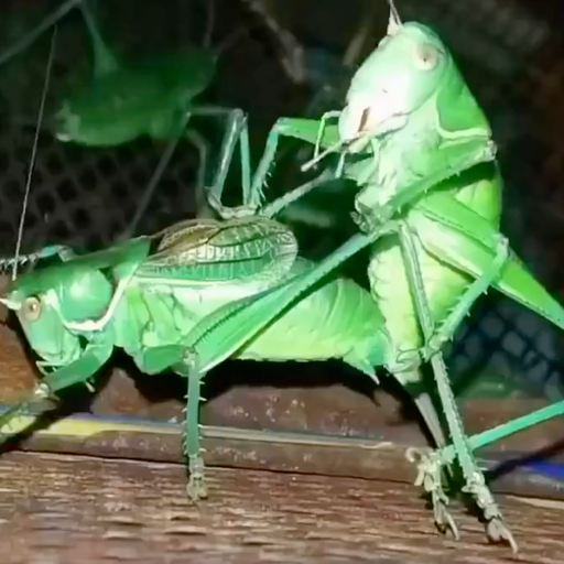 GOONHOPPER