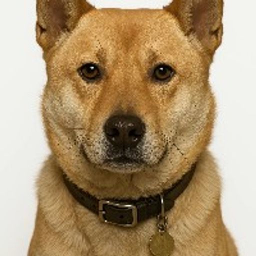 中华田园犬