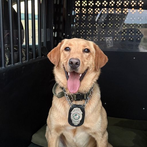 GUNNY