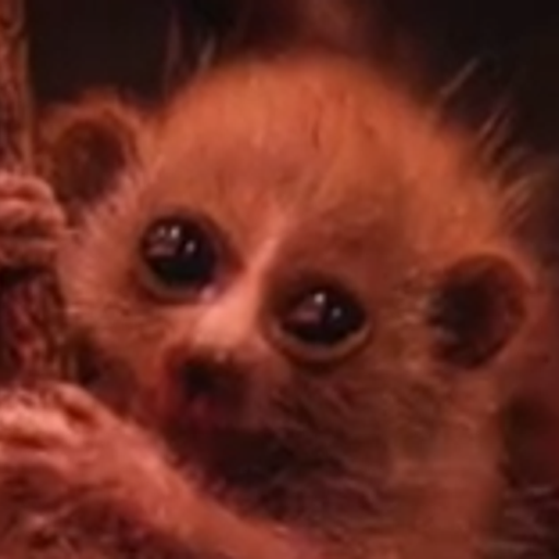 Loris