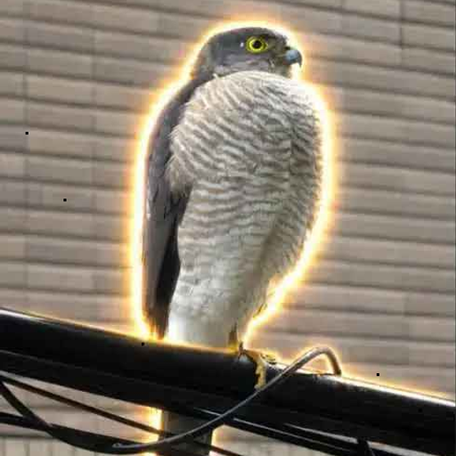 Sparrowhawk