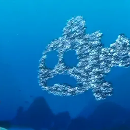 鱼群