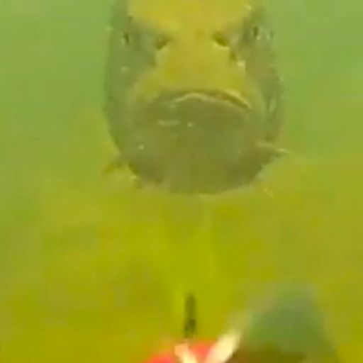CHUDFISH