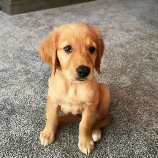 CUTEDOG