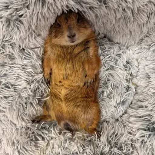 RYE