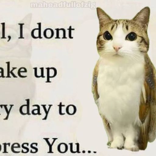 MEOWL