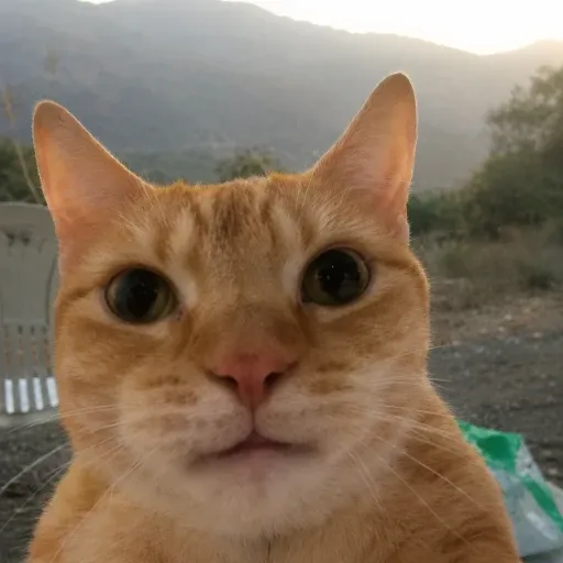 Gatochua