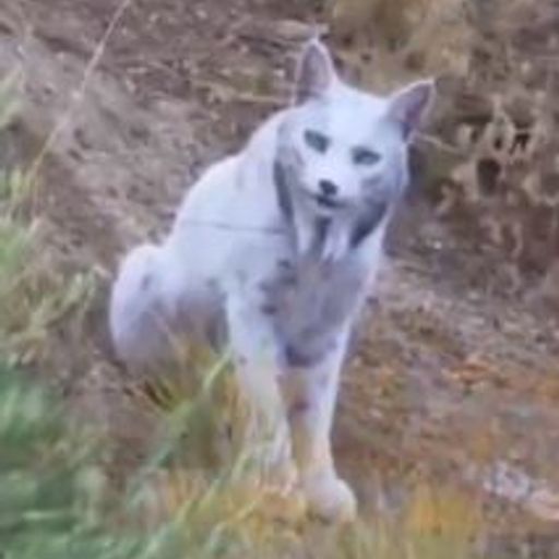 Lynx