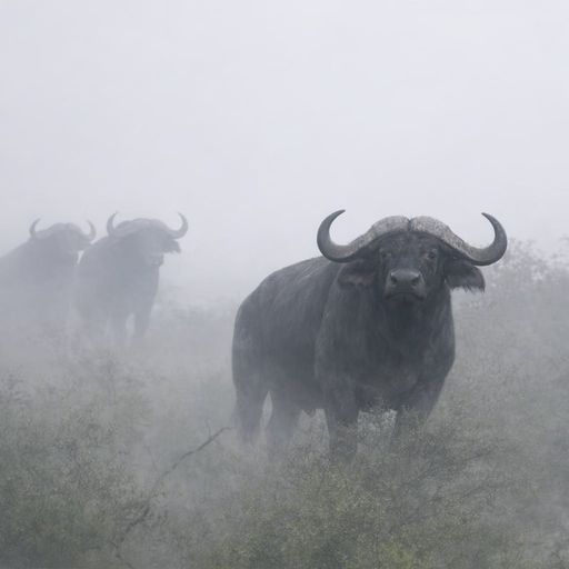 BULLS
