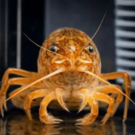 shelldon