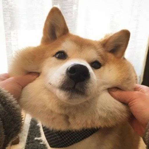 awkchan 