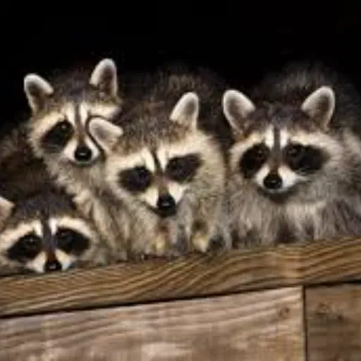 raccoons
