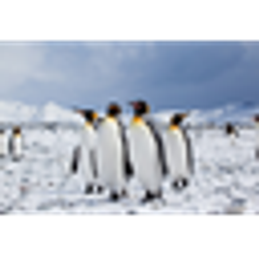 PENGUINS