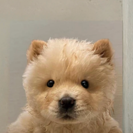 WOOF