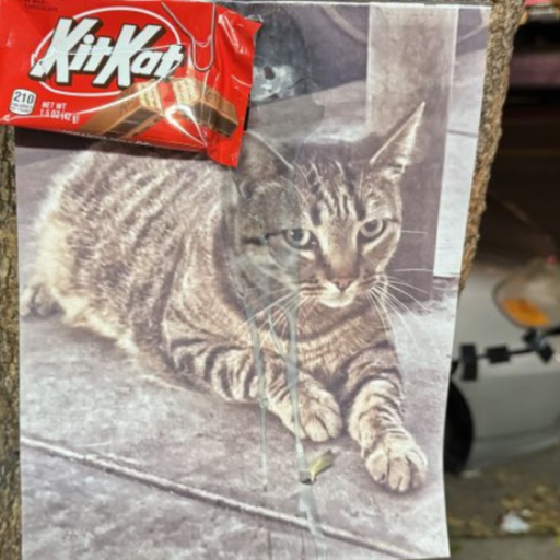 kitkat